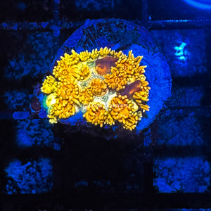 CE- WYSIWYG Tropic Thunder Rainbow Goni Frag - Live Coral Frag LPS SPS #R2GD3