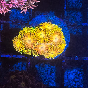 CE- WYSIWYG Spearmint Rainbow Goni Frag - Live Coral Frag LPS SPS #R2GE12