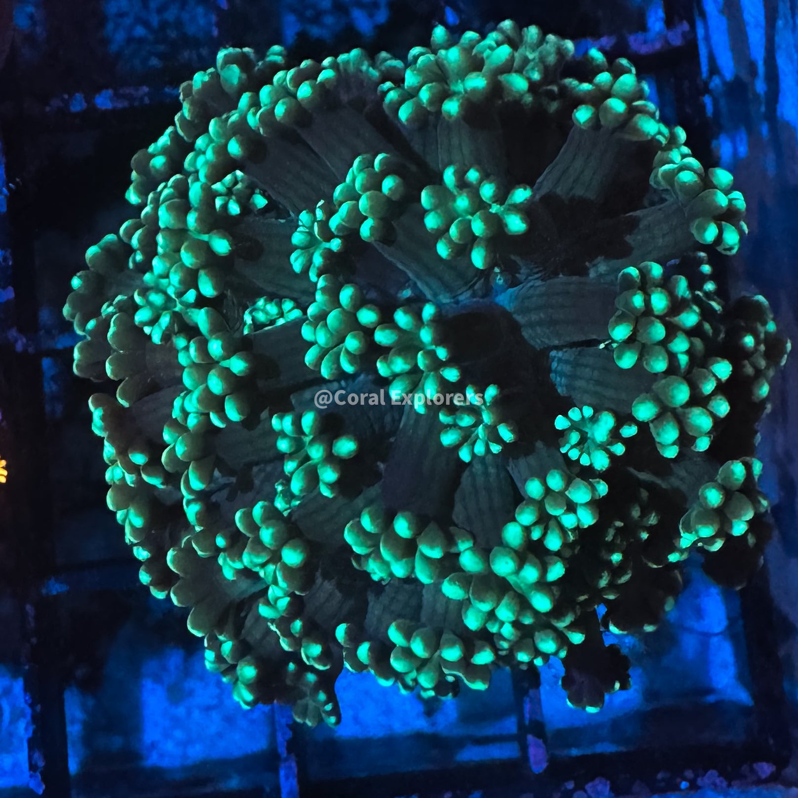 CE- WYSIWYG Daylight Alveopora Frag - Live Coral Frag LPS SPS #R2GE14