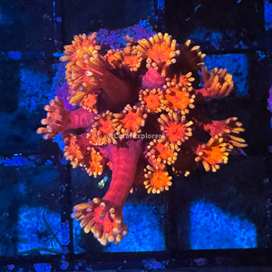 CE- WYSIWYG Care Bear Rainbow Goni Frag - Live Coral Frag LPS SPS #R2GE6