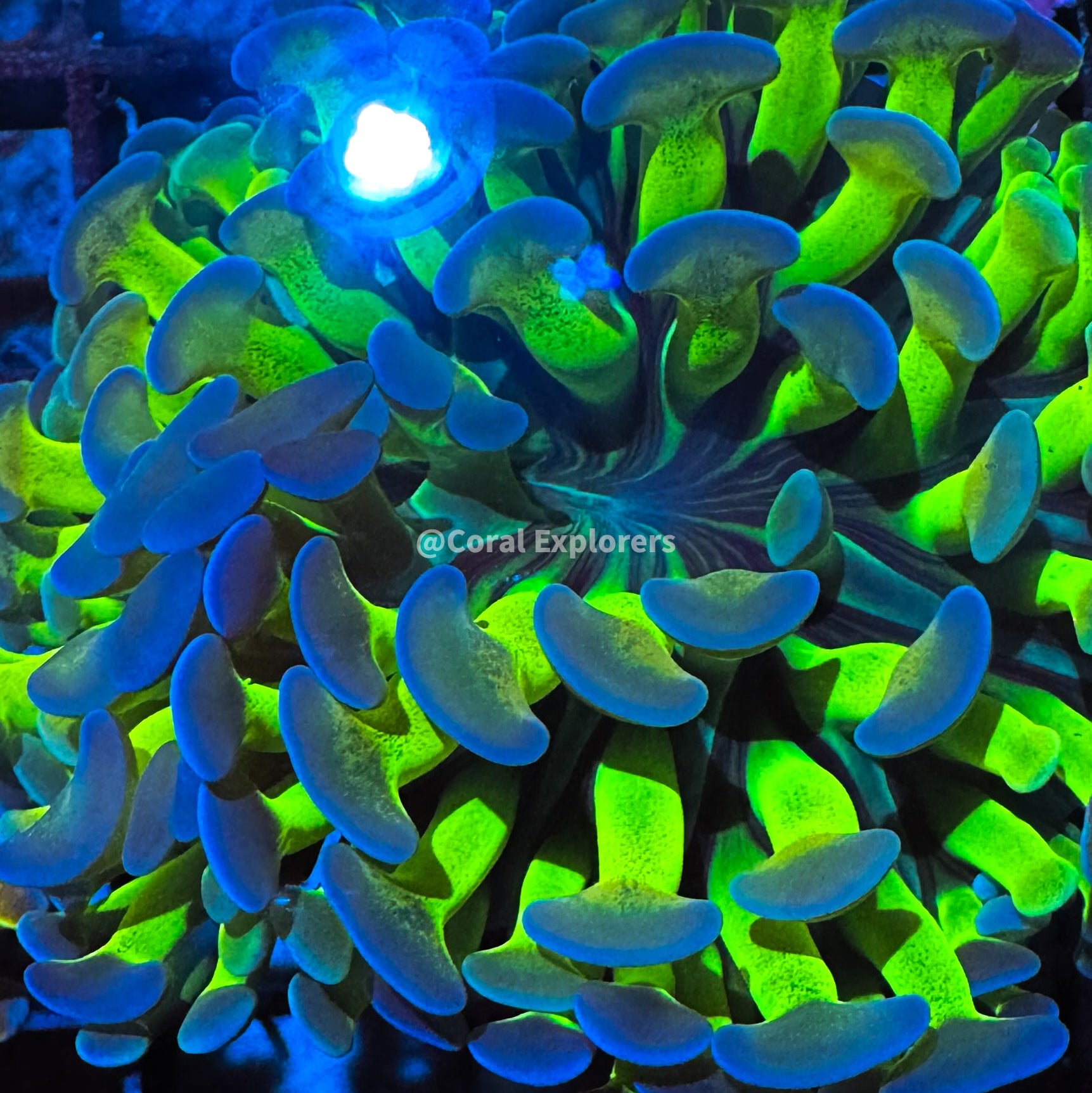 CE- WYSIWYG Rainbow Hammer Euphyllia Frag Coral LPS SPS #R2OA10