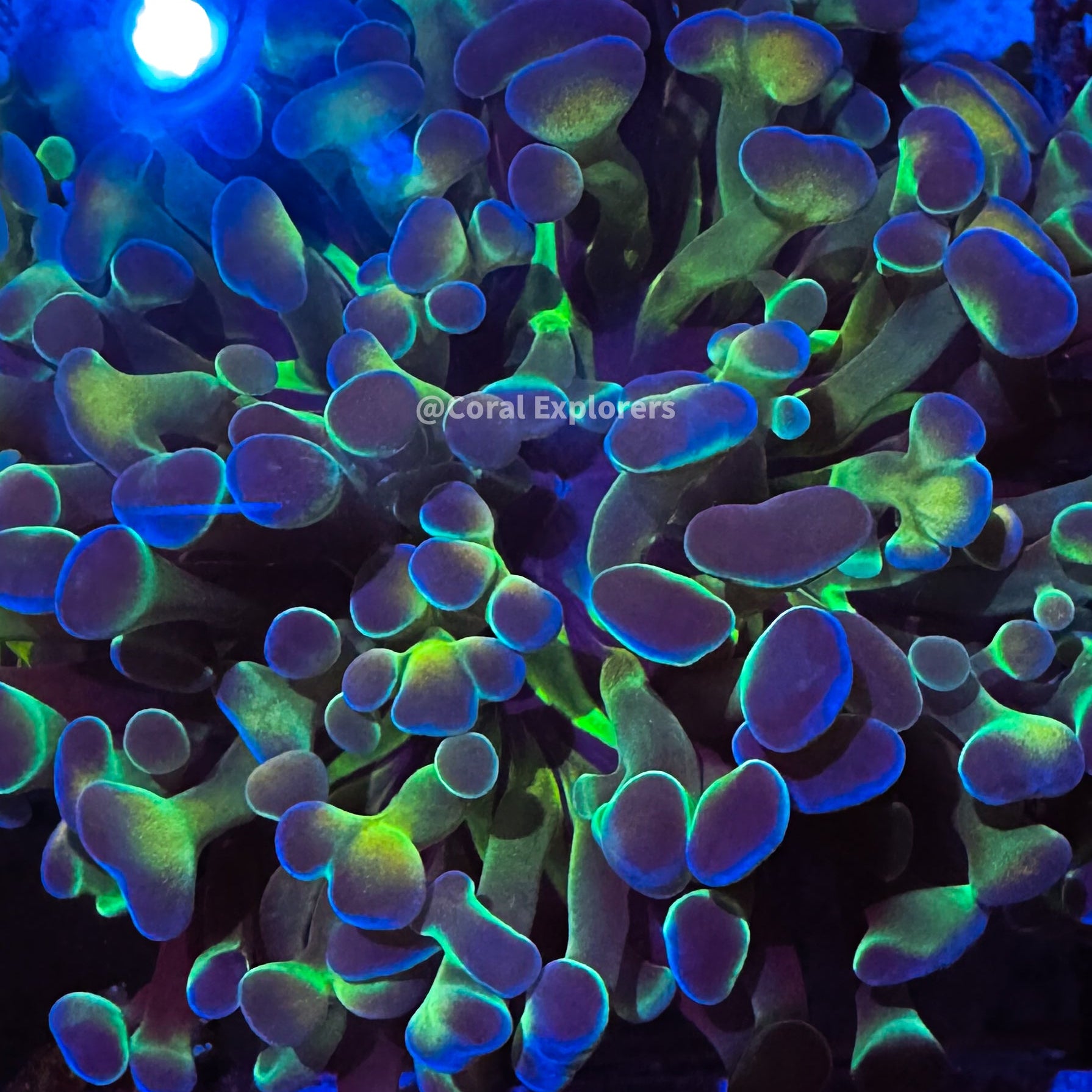 CE- WYSIWYG Rainbow Hologram Hammer Euphyllia Frag Coral LPS SPS #R2OA11