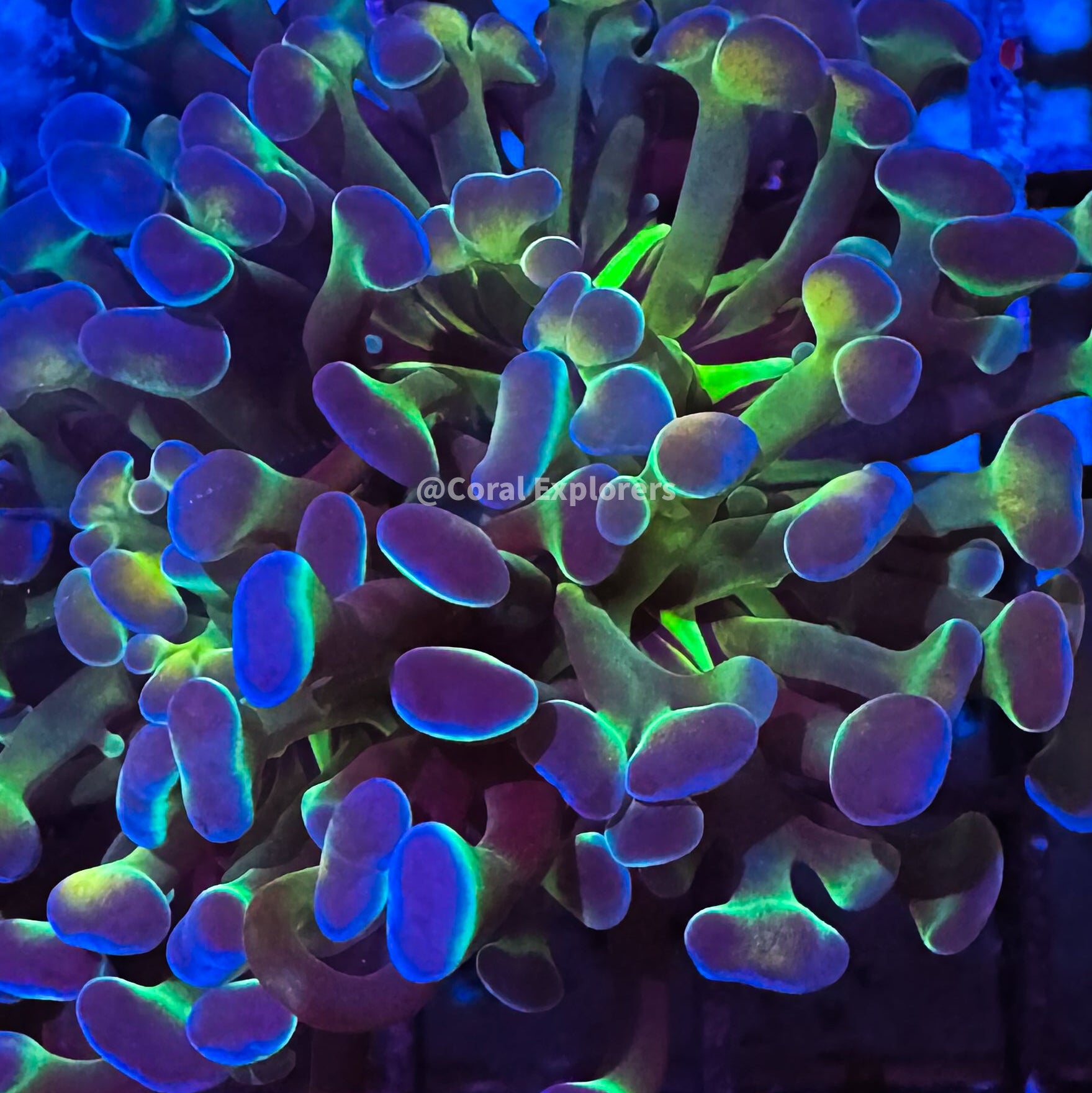 CE- WYSIWYG Rainbow Hologram Hammer Euphyllia Frag Coral LPS SPS #R2OA12