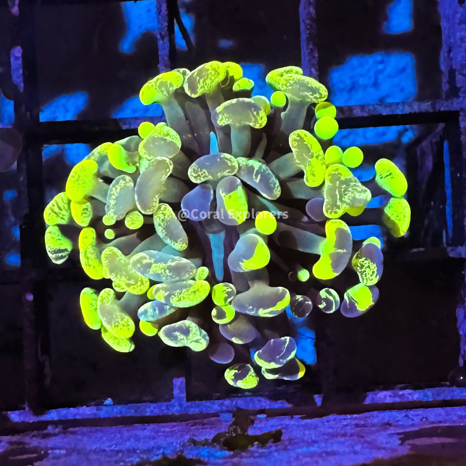 CE- WYSIWYG Ultra Yellow Rainbow Hammer Euphyllia Frag Coral LPS SPS #R2OA13