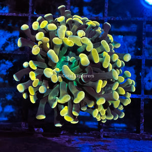 CE- WYSIWYG Gold Rainbow Hammer Euphyllia Coral Frag Live Coral LPS SPS #R2OA1