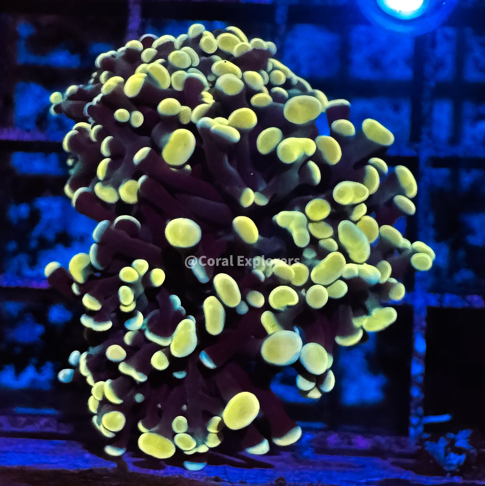CE- WYSIWYG Gold Rainbow Hammer Euphyllia Coral Frag Live Coral LPS SPS #R2OA2