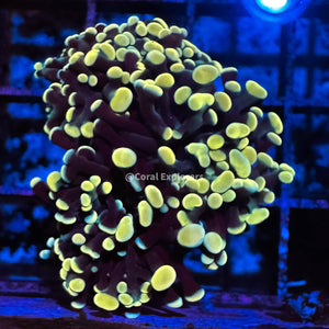 CE- WYSIWYG Gold Rainbow Hammer Euphyllia Coral Frag Live Coral LPS SPS #R2OA2