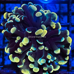 CE- WYSIWYG Gold Rainbow Hammer Euphyllia Coral Frag Live Coral LPS SPS #R2OA3