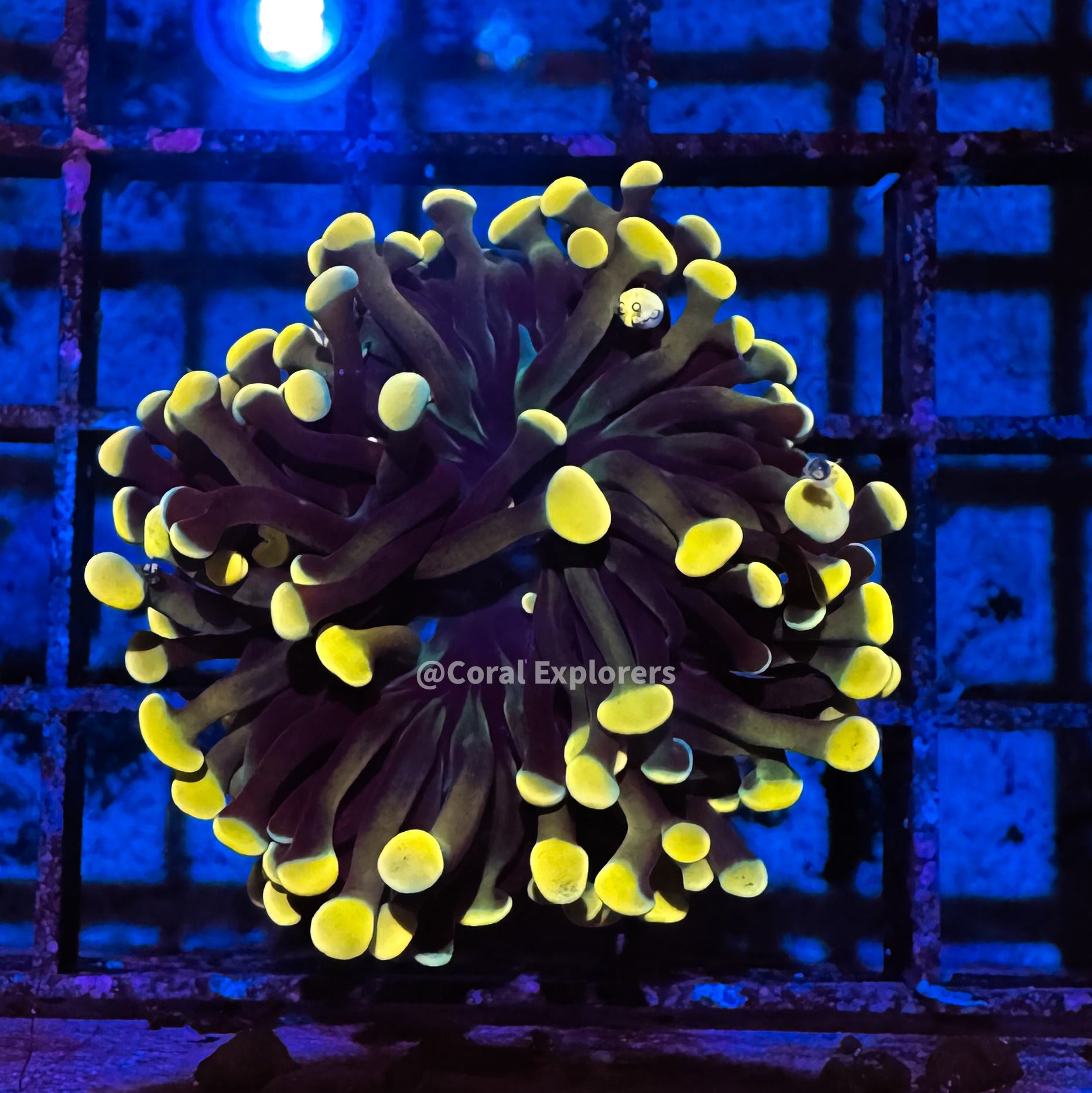 CE- WYSIWYG Gold Rainbow Hammer Euphyllia Coral Frag Live Coral LPS SPS #R2OA4