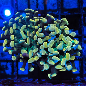 CE- WYSIWYG Gold Rainbow Hammer Euphyllia Coral Frag Live Coral LPS SPS #R2OA5