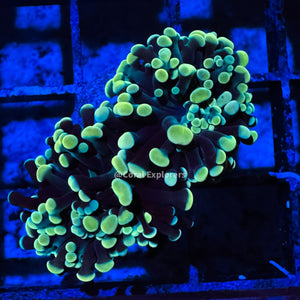 CE- WYSIWYG Gold Rainbow Hammer Euphyllia Coral Frag Live Coral LPS SPS #R2OA6