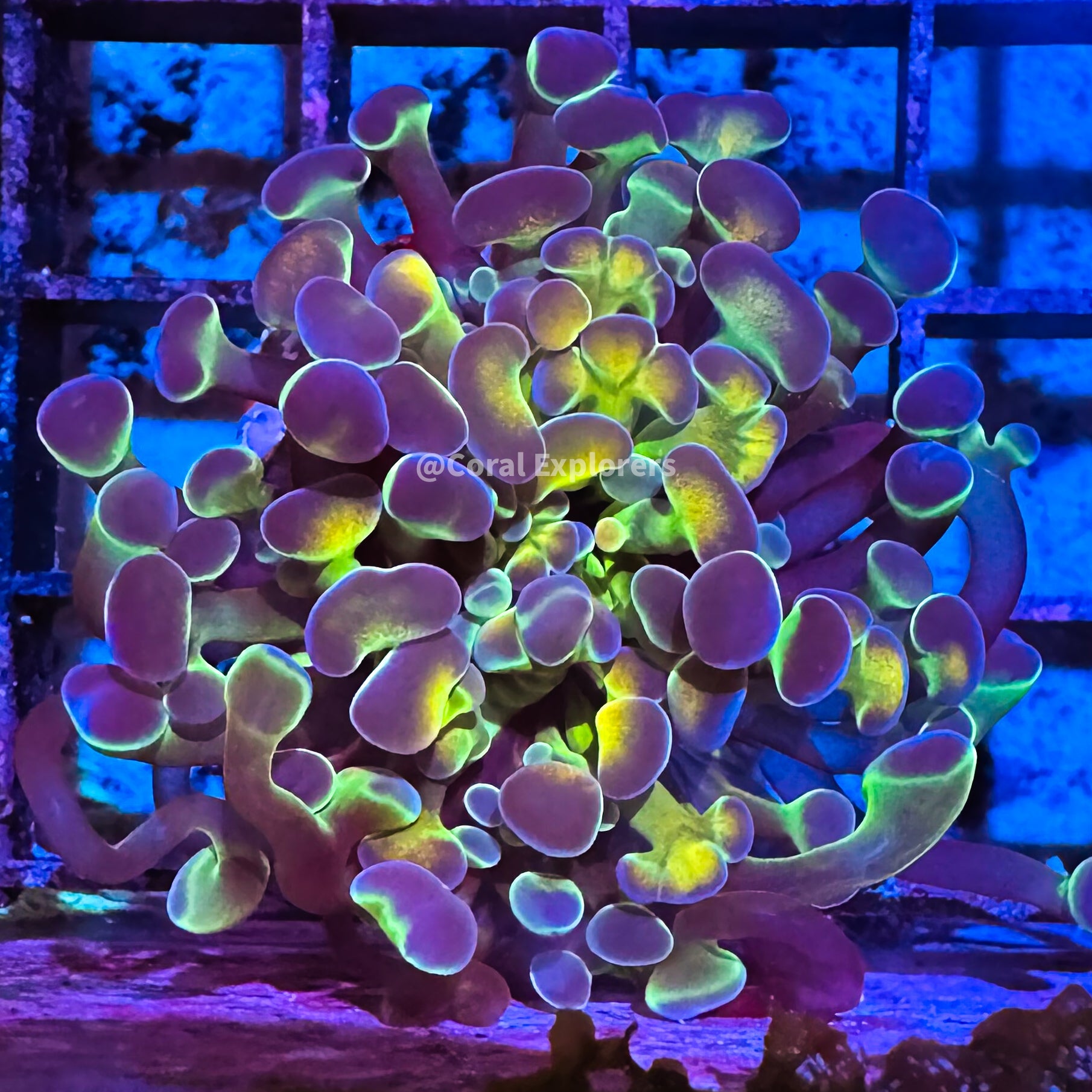 CE- WYSIWYG Rainbow Hologram Hammer Euphyllia Frag Live Coral LPS SPS #R2OA7