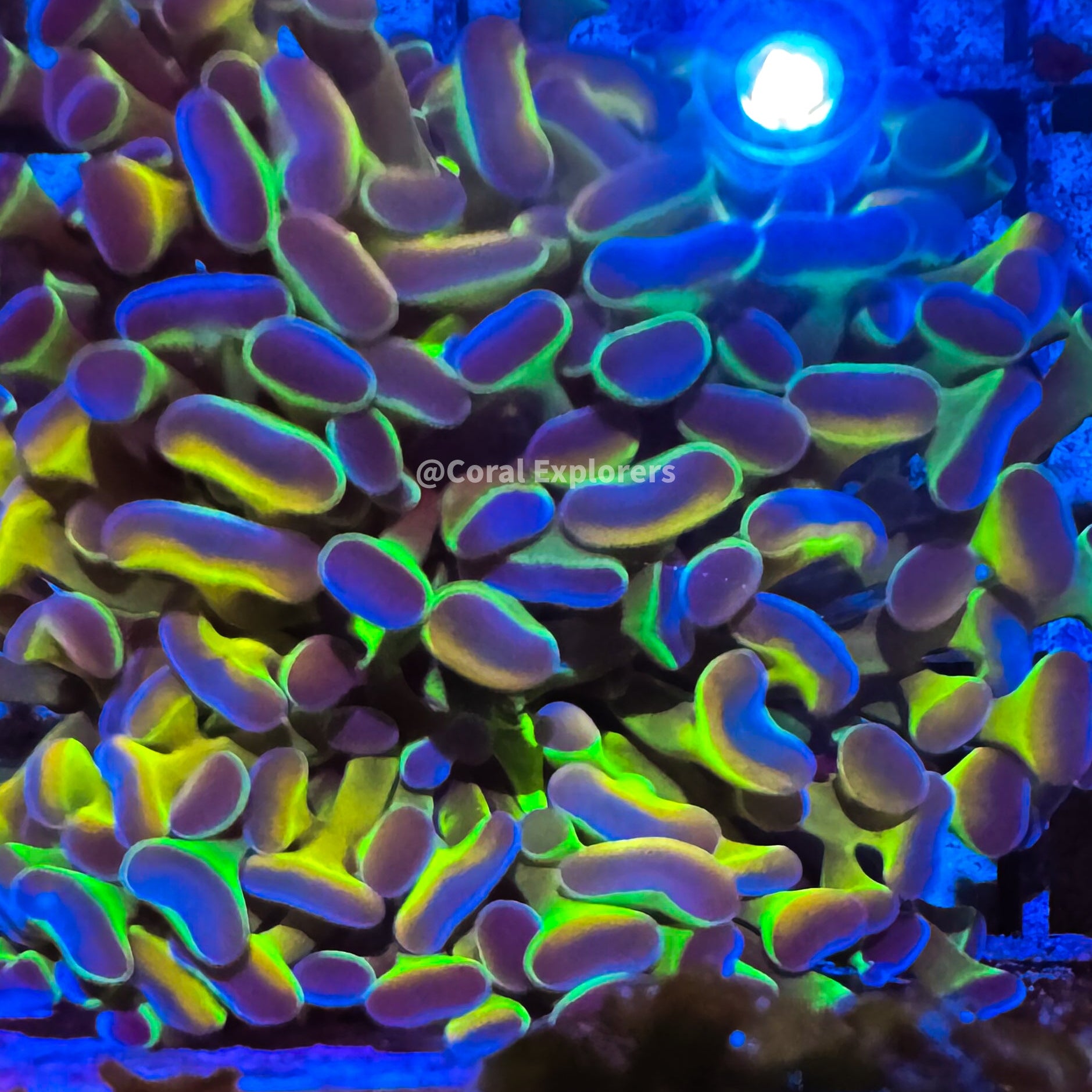 CE- WYSIWYG Grade A Rainbow Hologram Hammer Euphyllia Frag Coral LPS SPS #R2OA8