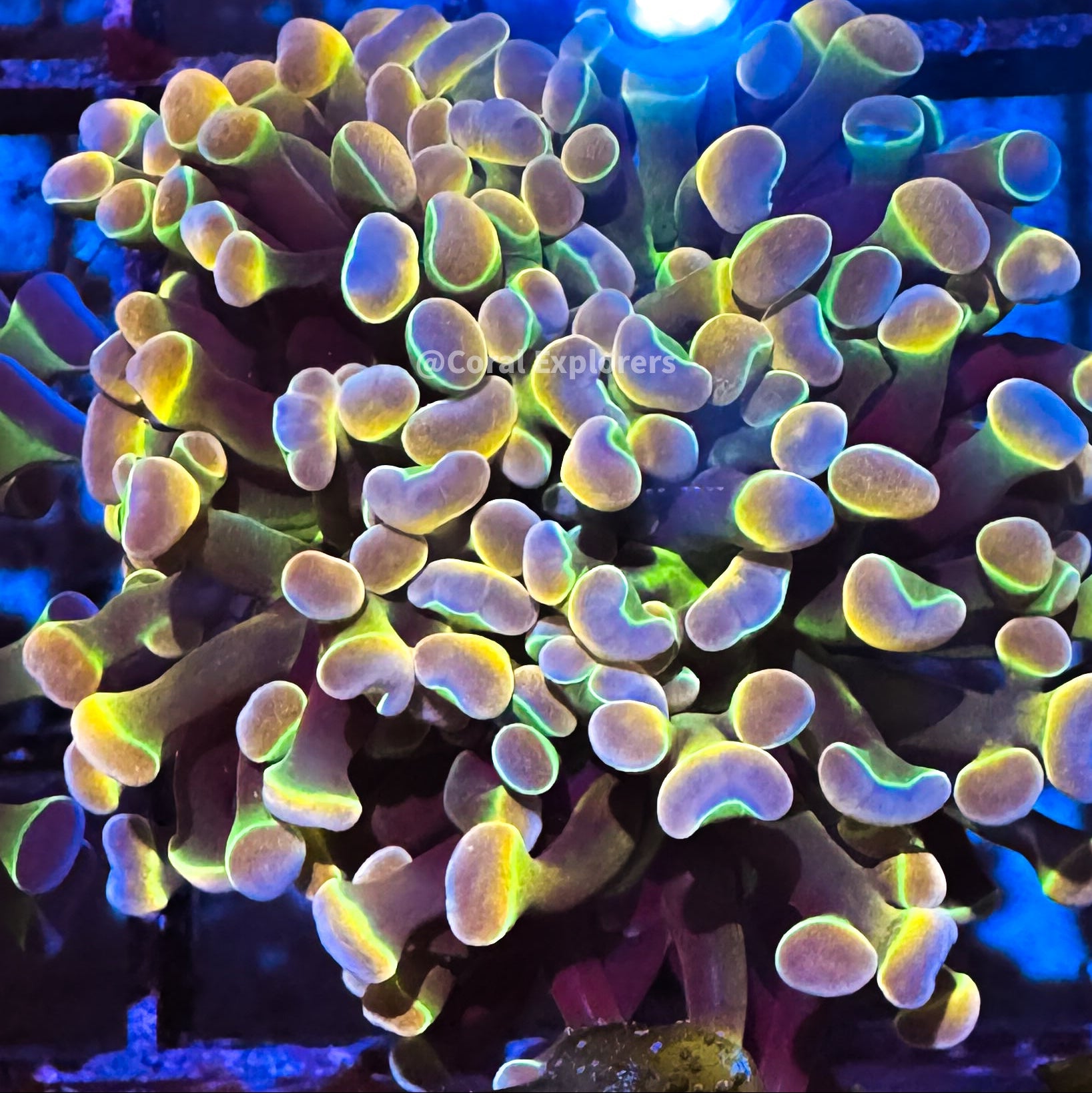 CE- WYSIWYG Ultra Rainbow Hologram Hammer Euphyllia Frag Coral LPS SPS #R2OA9