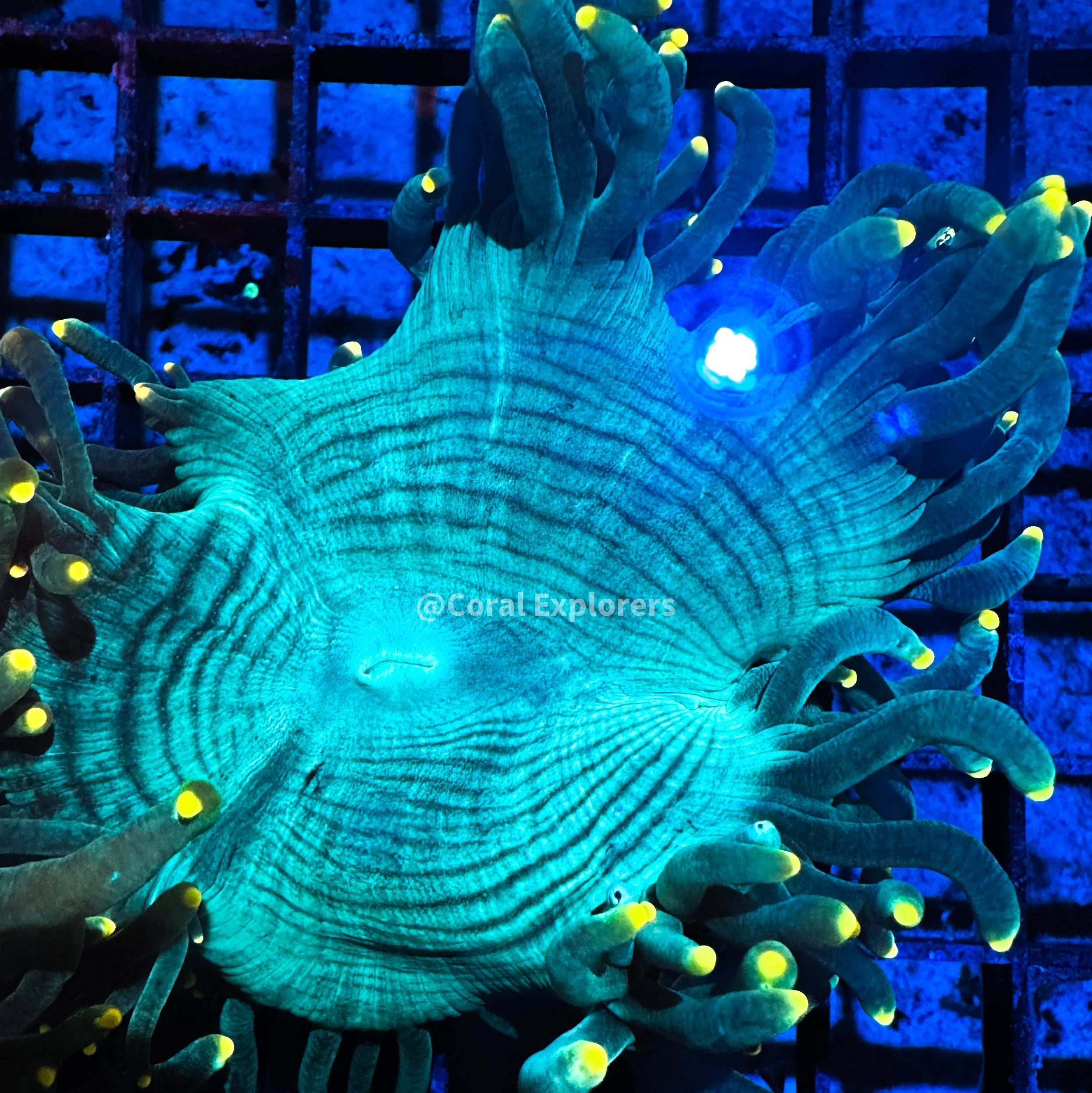 CE- WYSIWYG Yellow Tip Elegance Coral Frag Live Coral Frag LPS ZOASPS #RE1