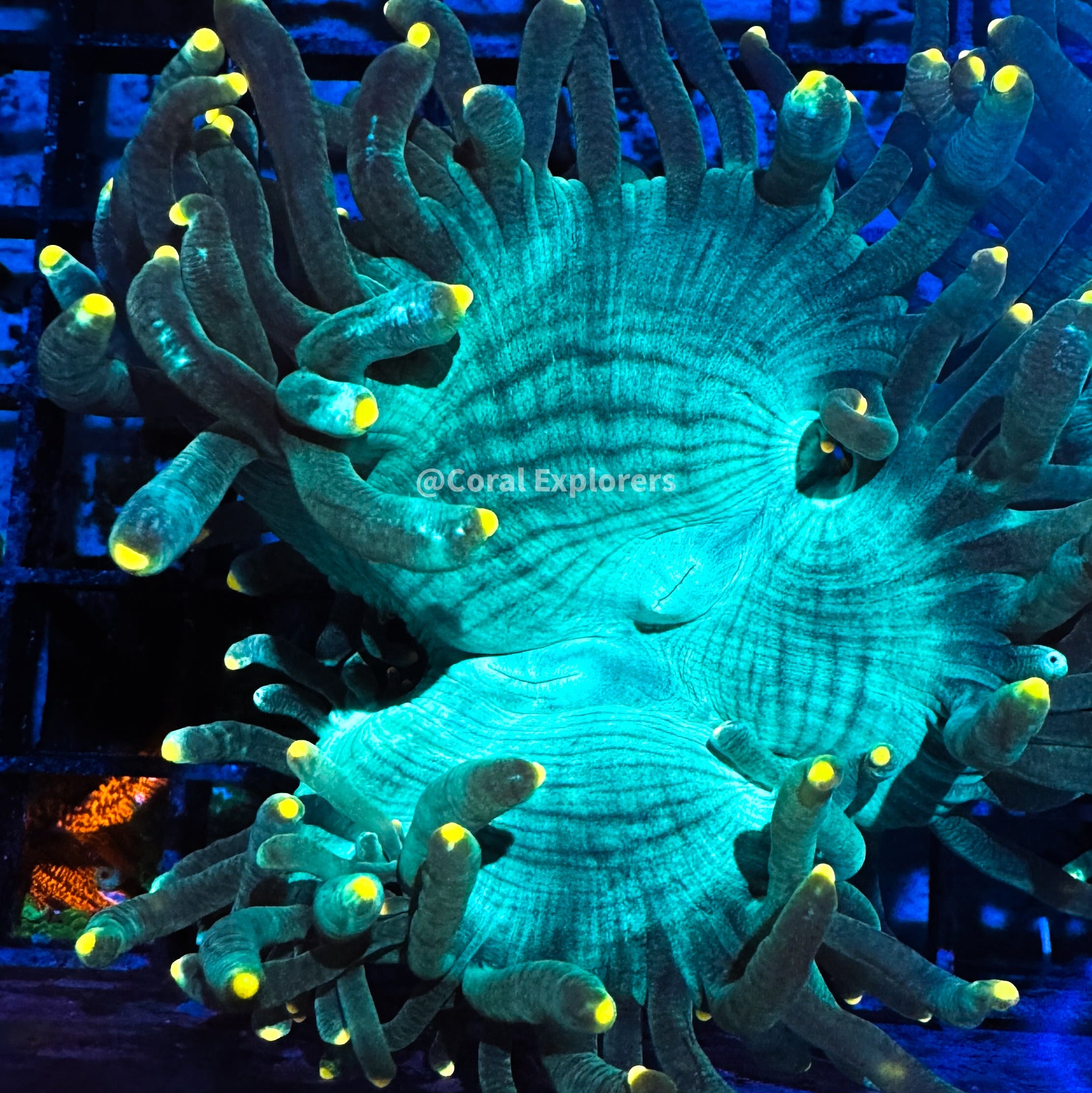 CE- WYSIWYG Yellow Tip Elegance Coral Frag Live Coral Frag LPS ZOASPS #RE2