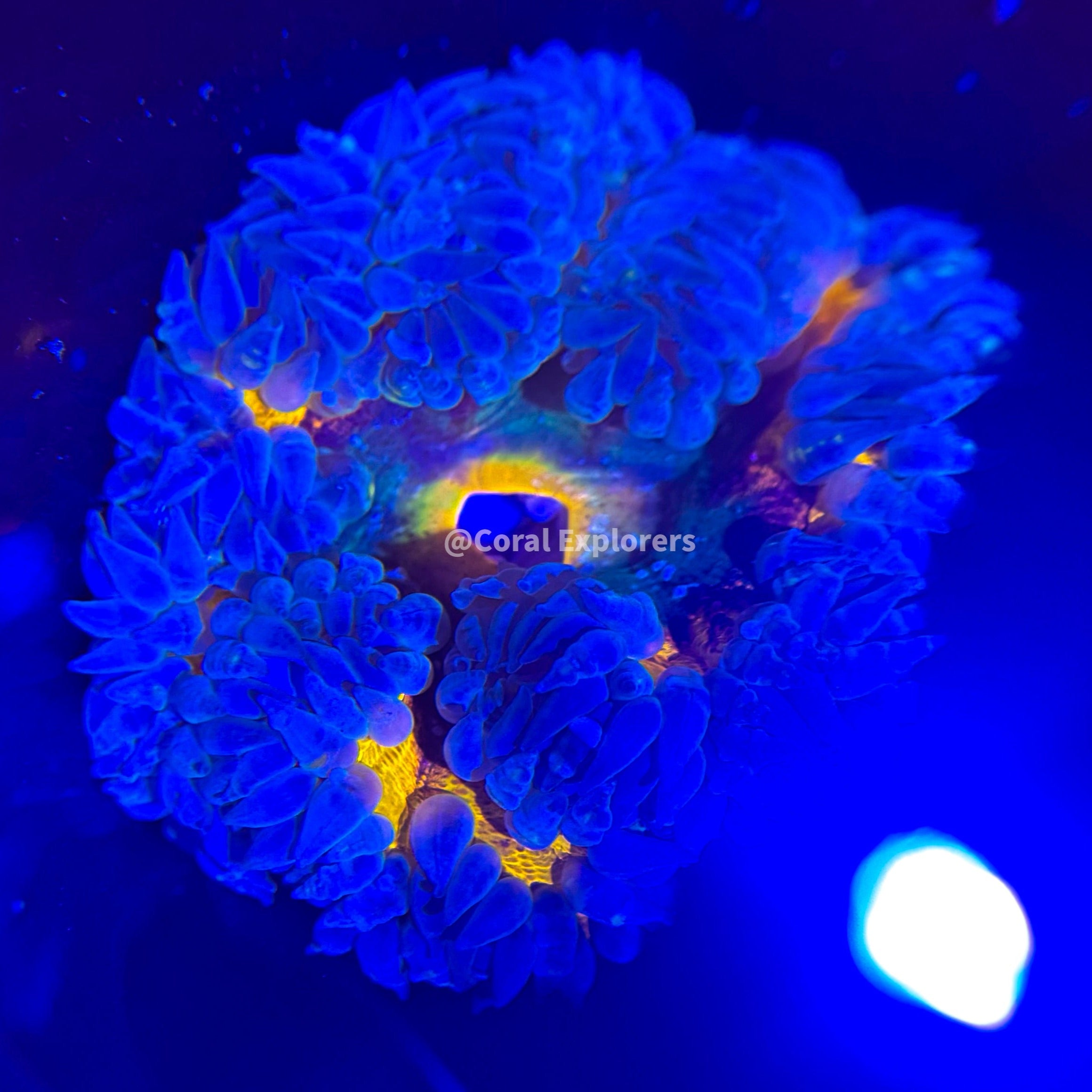 CE- WYSIWYG Ultra Hidden Chaos Rock Flower Anemone - Coral Frag LPS SPS #RF12