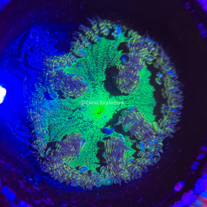 CE- WYSIWYG Ultra Green Goblin Rock Flower Anemone - Coral Frag LPS SPS #RF13