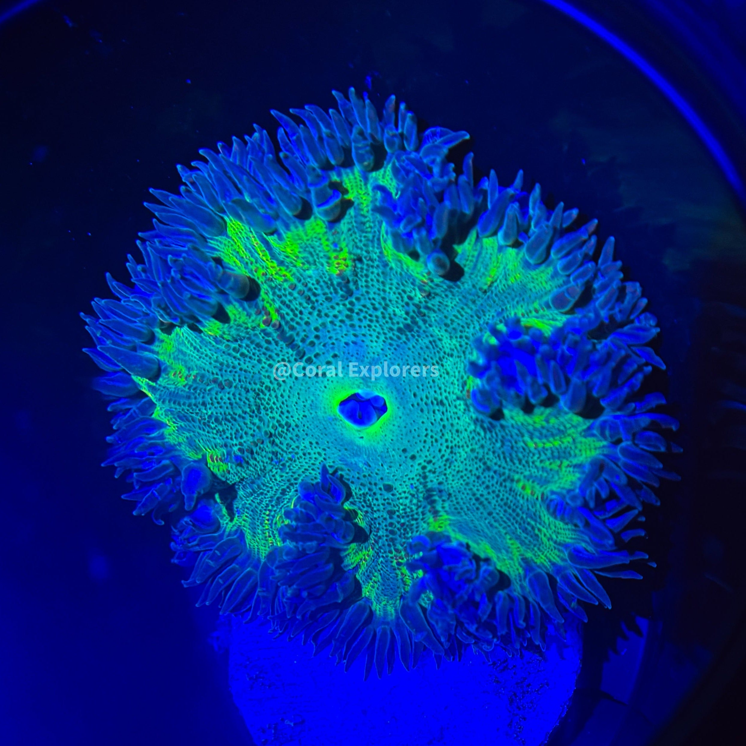 CE- WYSIWYG Ultra Toxic Gremlin Rock Flower Anemone - Coral Frag LPS SPS #RF14