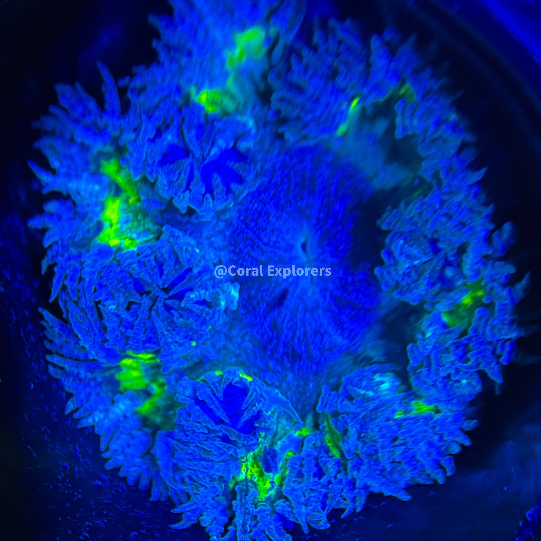 CE- WYSIWYG Ultra Monster inc Rock Flower Anemone - Coral Frag LPS SPS #RF15
