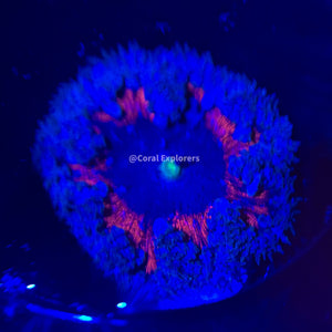CE- WYSIWYG Ultra Nightmare Rock Flower Anemone - Coral Frag LPS SPS #RF17