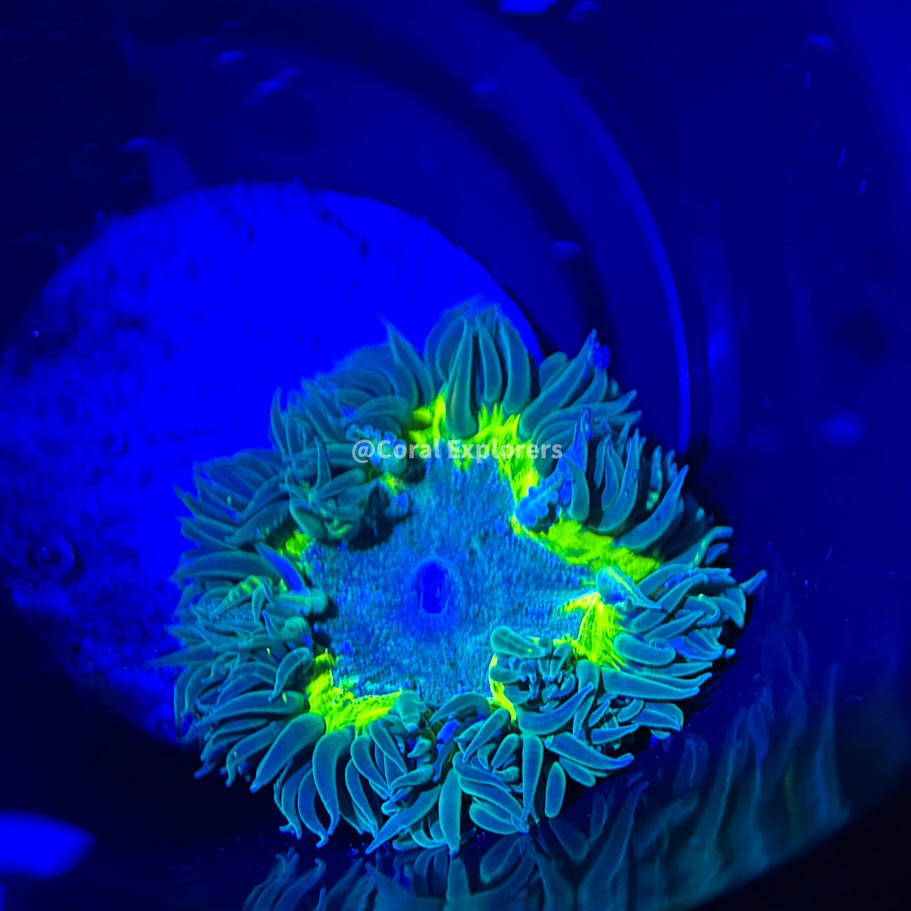 CE- WYSIWYG Ultra Nuclear Toxic Rock Flower Anemone - Coral Frag LPS SPS #RF18