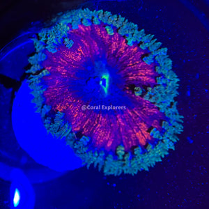 CE WYSIWYG Ultra Christmas Nightmare Rock Flower Anemone Coral Frag LPS SPS #RF2