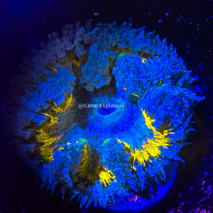 CE- WYSIWYG Yellow Thunder Rock Flower Anemone - Coral Frag LPS SPS #RF4