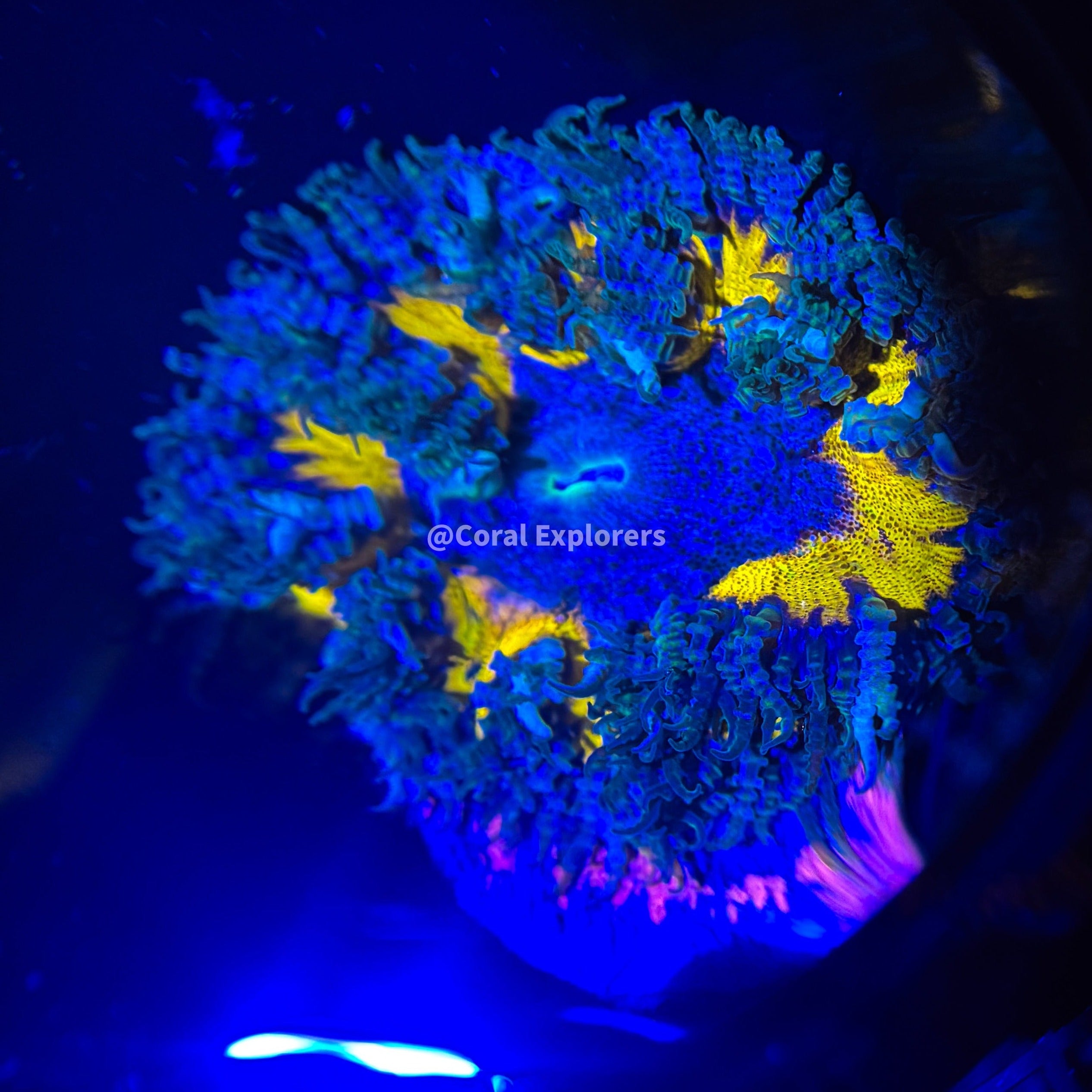 CE- WYSIWYG Ultra Daylight Rock Flower Anemone - Coral Frag LPS SPS #RF4