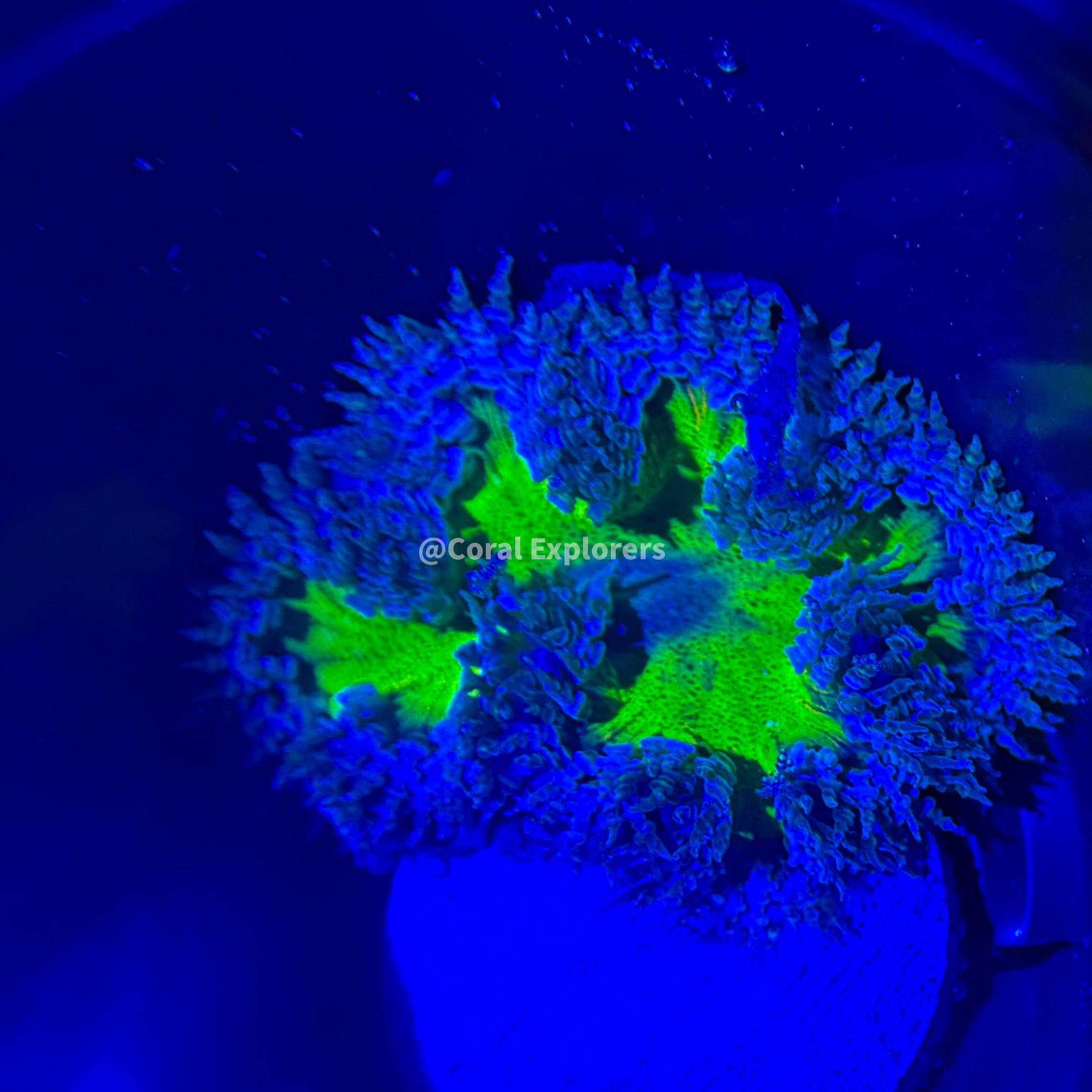 CE- WYSIWYG Ultra Monsters Inc Rock Flower Anemone - Coral Frag LPS SPS #RF6