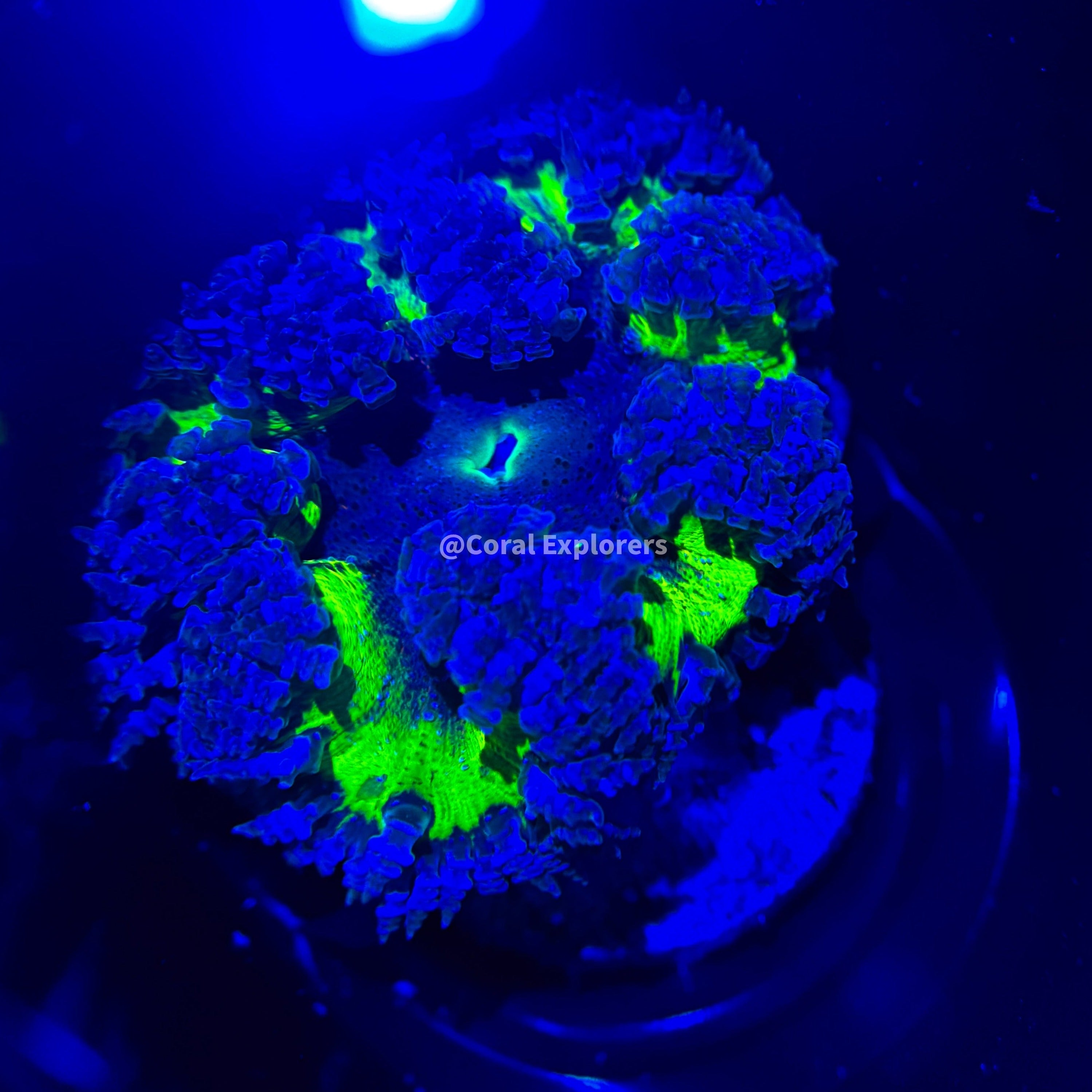 CE- WYSIWYG Ultra Green Goblin Rock Flower Anemone - Coral Frag LPS SPS #RF9
