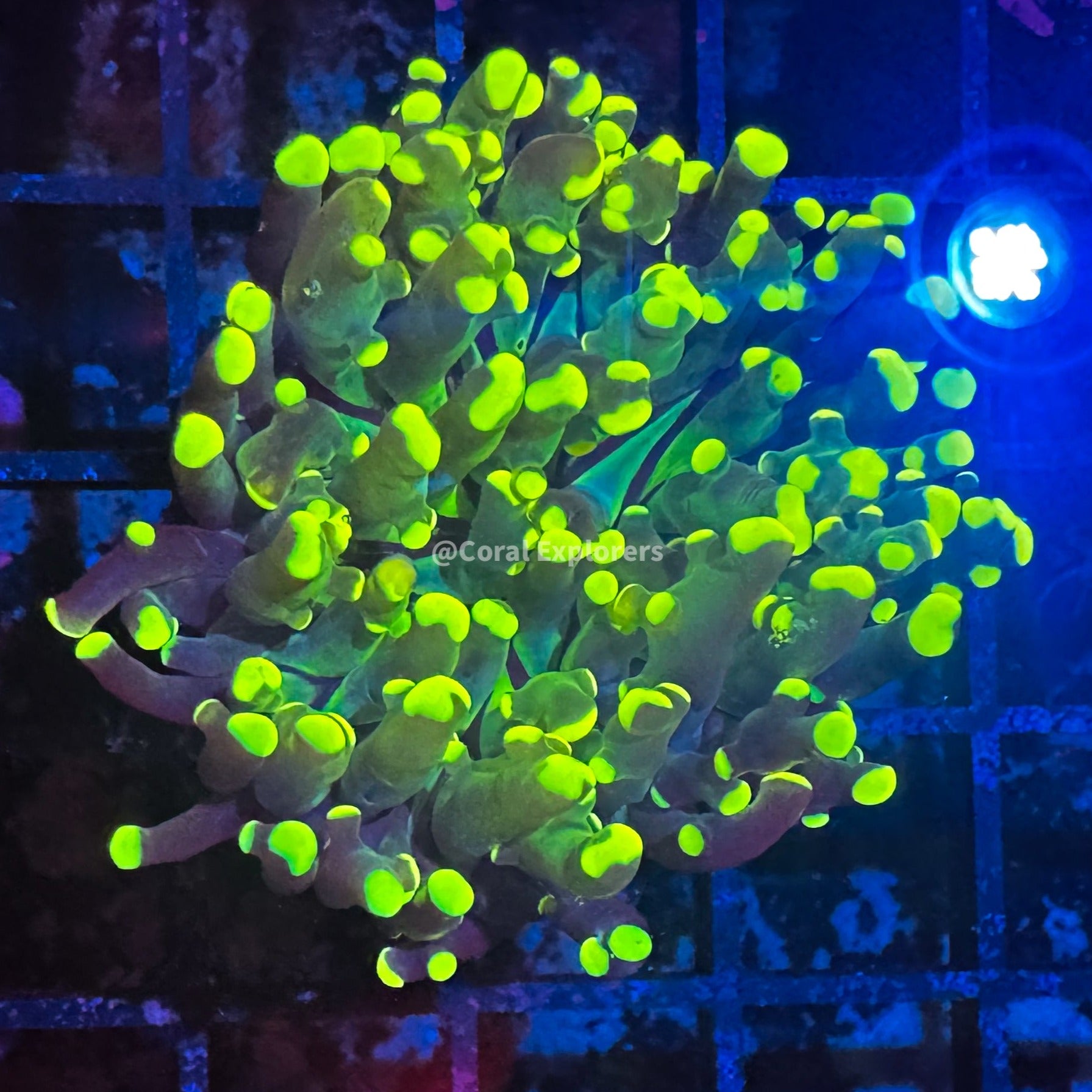 CE- WYSIWYG 1x Head Yellow Frogspawn- Live Coral Frag LPS SPS #RGTT5