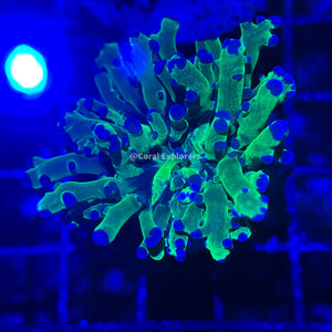 CE- WYSIWYG Blue Tip Frogspawn Euphyllia Coral Frag LPS SPS #RTT9