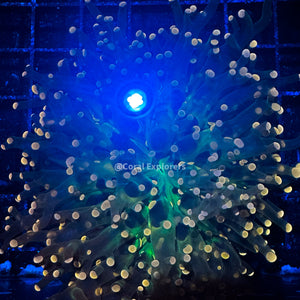 CE- WYSIWYG Peach Frogspawn with Green Mouth Frag Live Coral Frag LPS SPS #RTT1