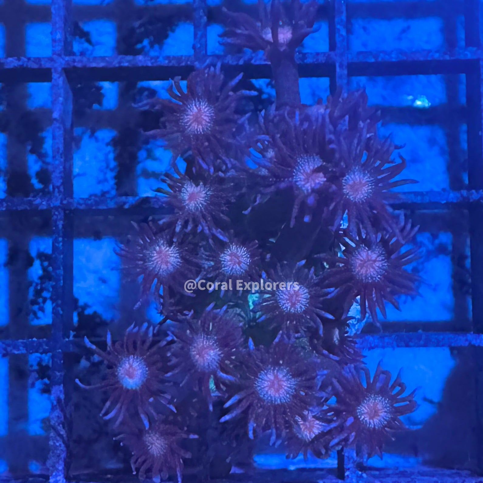 CE- WYSIWYG Purple Tip Glitter Rainbow Goni Frag - Live Coral LPS SPS #RZA10