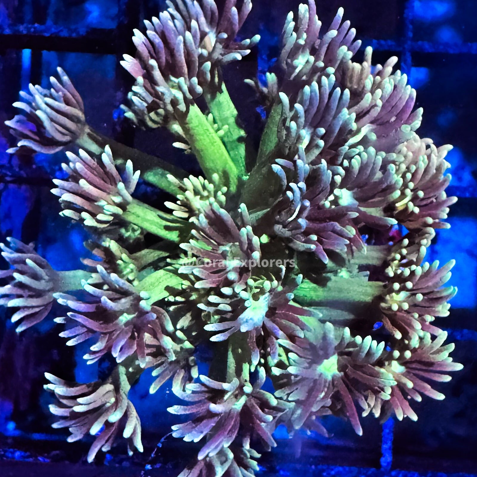 CE- WYSIWYG Glory Rush Rainbow Goni Frag - Live Coral Frag LPS SPS #RZA11