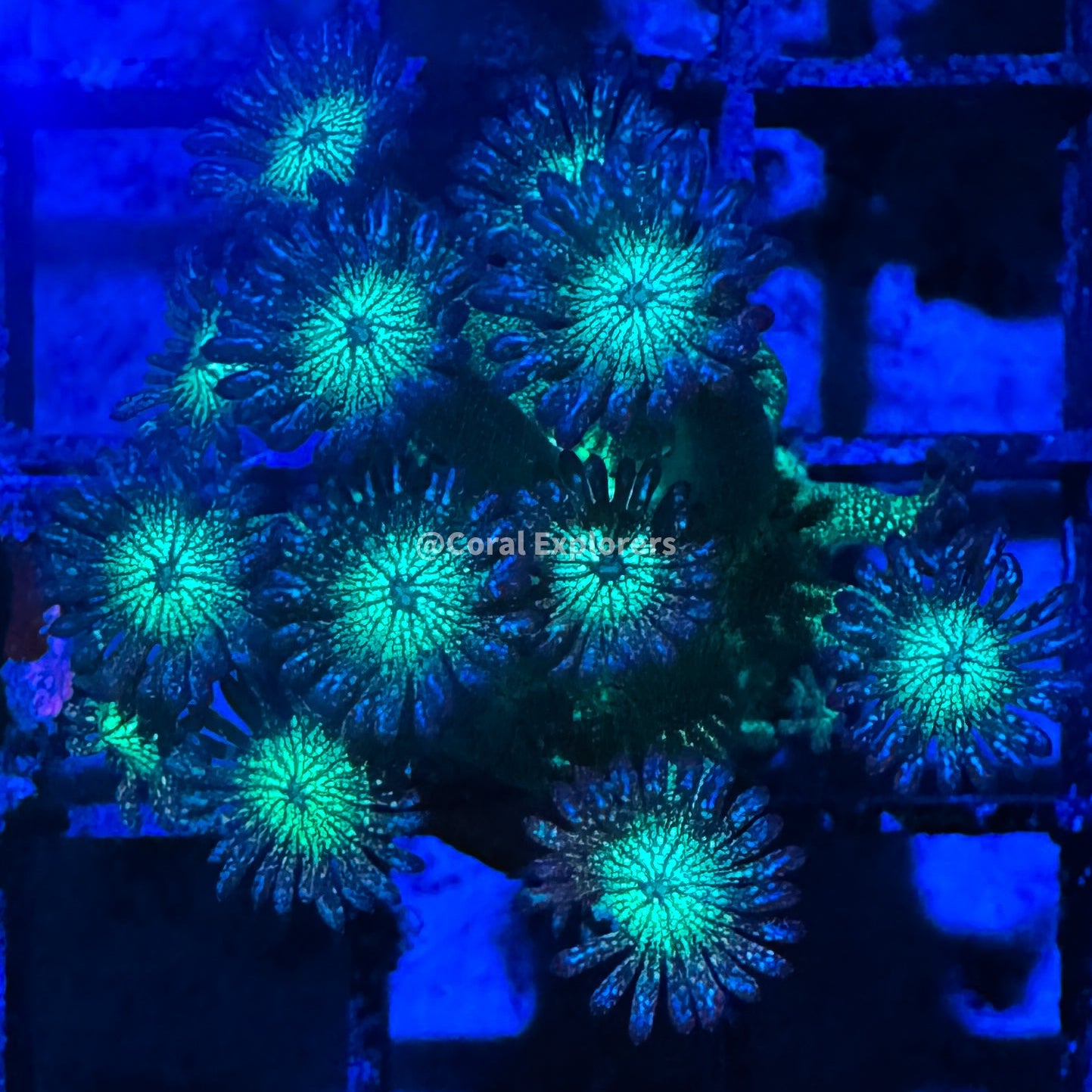CE- WYSIWYG Green Glitter Rainbow Goni Frag - Live Coral Frag LPS SPS #RZA5