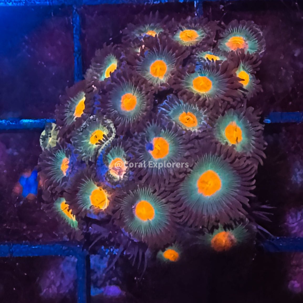 CE- WYSIWYG Gorilla Nipple Zoa Zoanthid Live Coral Frag LPS SPS #RZB12