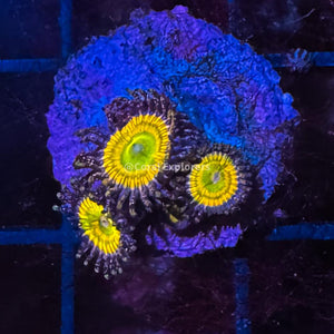 CE- WYSIWYG Sunny D Zoa Zoanthid Live Coral Frag LPS SPS #RZB13