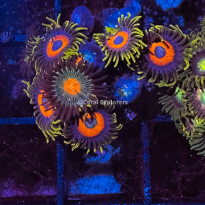 CE- WYSIWYG Eagle Eye Zoa Zoanthid Live Coral Frag LPS SPS #RZB14