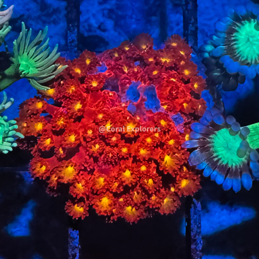 CE- WYSIWYG Splitfire Rainbow Goni Frag - Live Coral Frag LPS SPS #RZB14