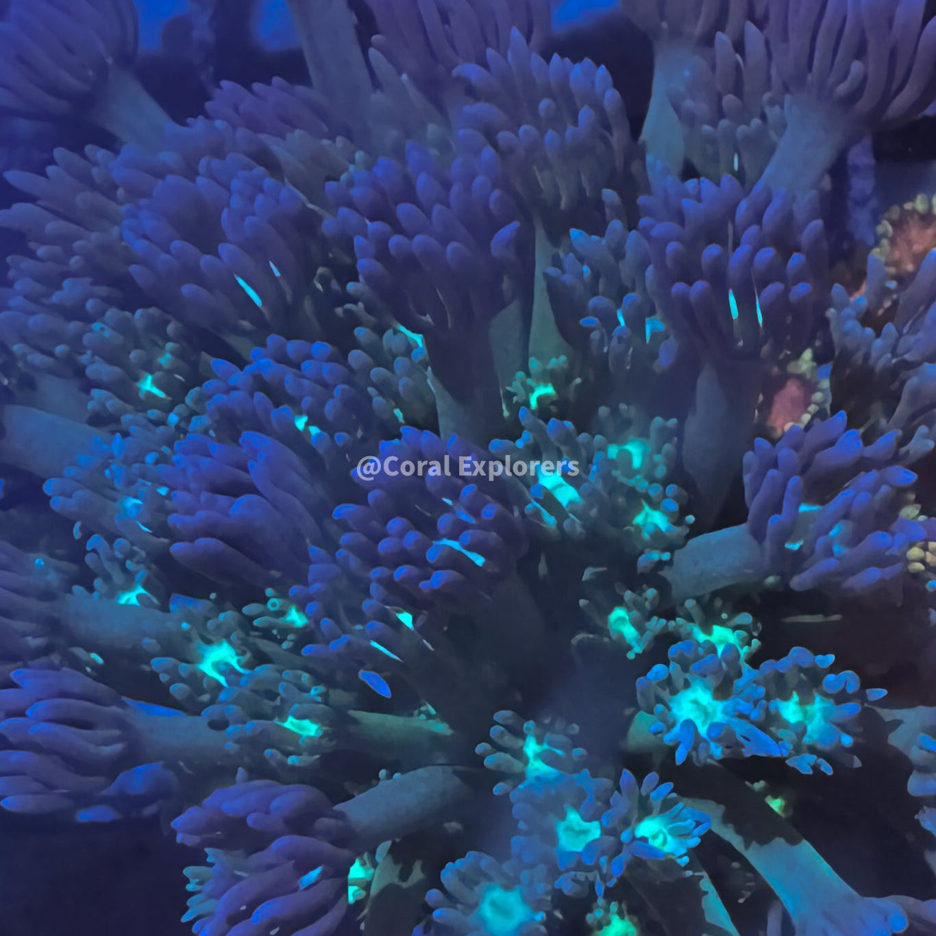 CE- WYSIWYG Jazzy Belle Rainbow Goni Frag - Live Coral Frag LPS SPS #RZB7