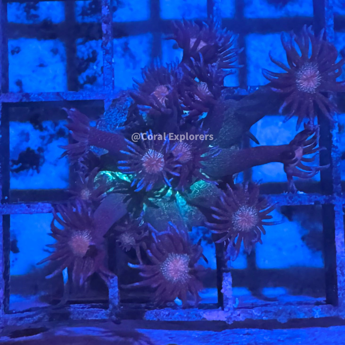 CE- WYSIWYG Purple Tip Glitter Rainbow Goni Frag - Live Coral LPS SPS #RZB8