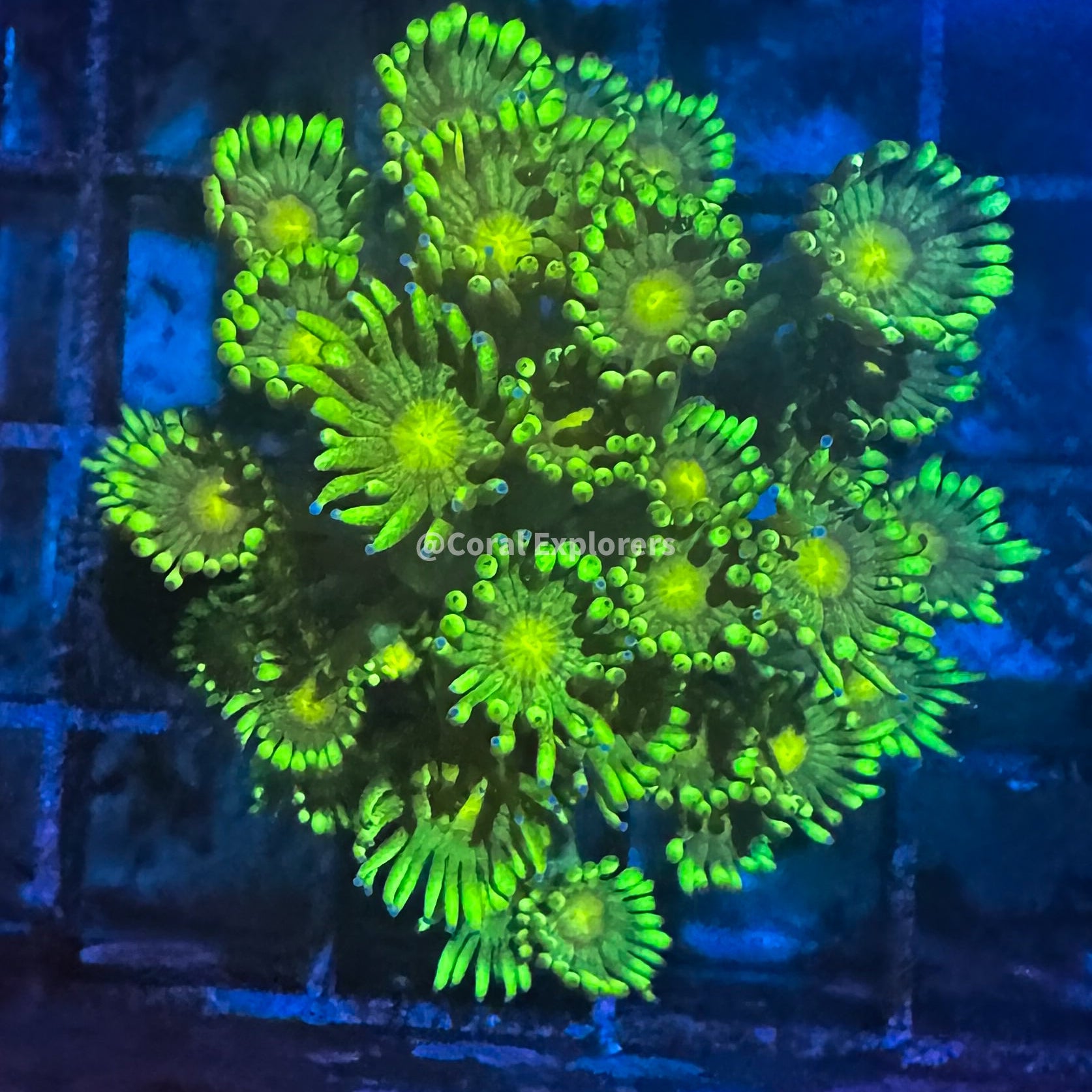 CE- WYSIWYG Daylight Rainbow Goni Frag - Live Coral Frag LPS SPS #RZB9