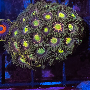 CE- WYSIWYG Nirvana Zoa Zoanthid Live Coral Frag LPS SPS #RZC1