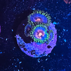 CE- WYSIWYG Miami Vice Zoa Zoanthid Live Coral Frag LPS SPS #RZC2