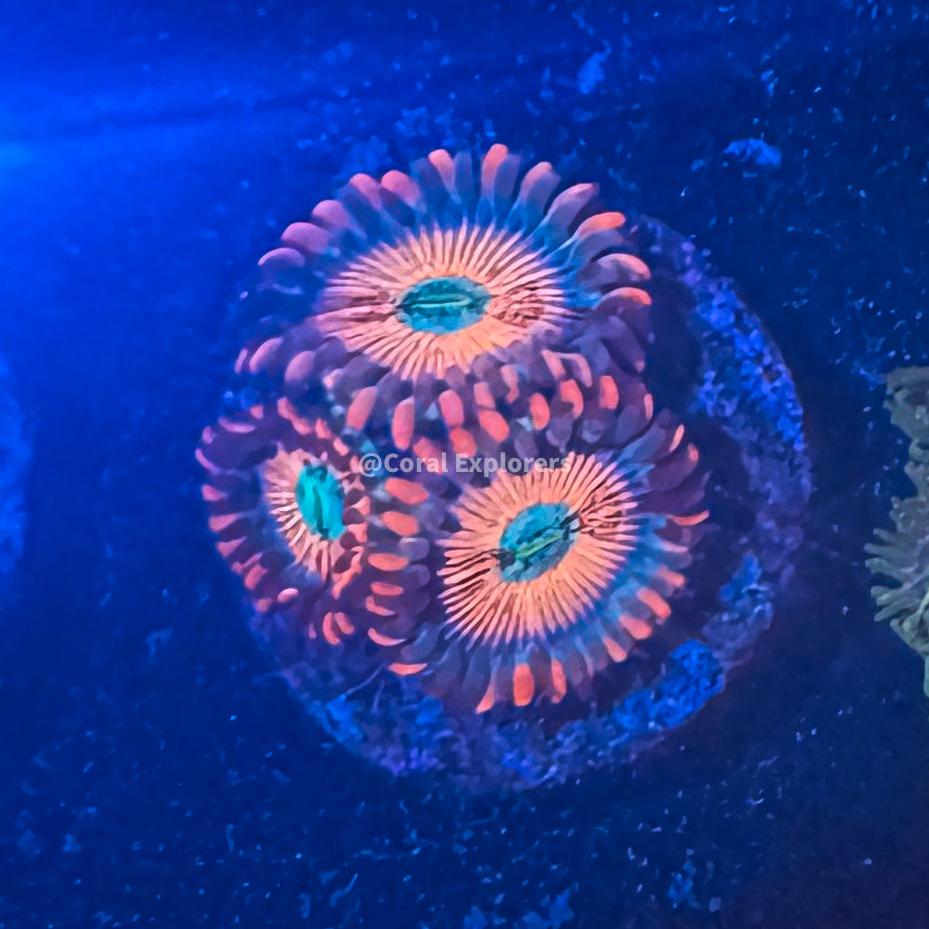 CE- WYSIWYG White Zombie Zoa Zoanthid Live Coral Frag LPS SPS #RZC3