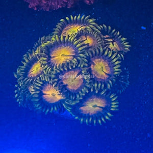 CE- WYSIWYG Pot Of Gold Zoa Zoanthid Live Coral Frag LPS SPS #RZC4