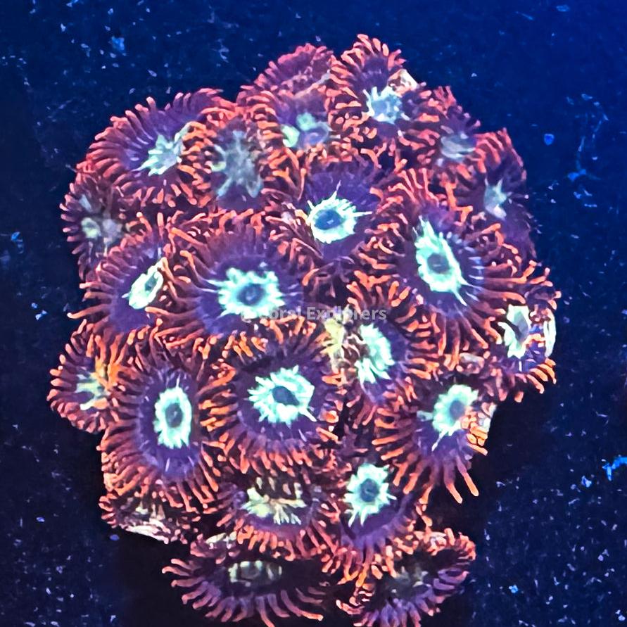 CE- WYSIWYG Fire and Ice Zoa Zoanthid Live Coral Frag LPS SPS #RZC6