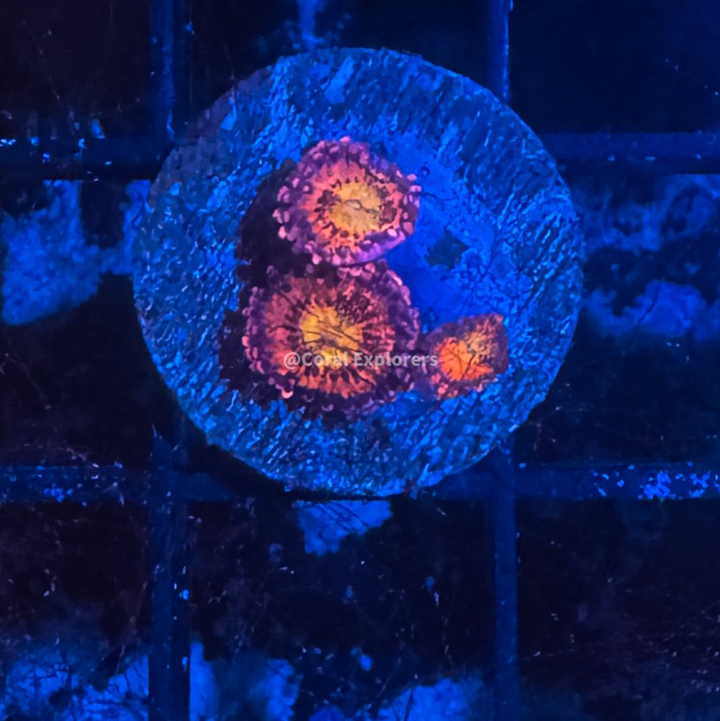 CE- WYSIWYG Playboy Zoa Zoanthid Live Coral Frag LPS SPS #RZC7